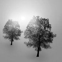 Trees in the fog