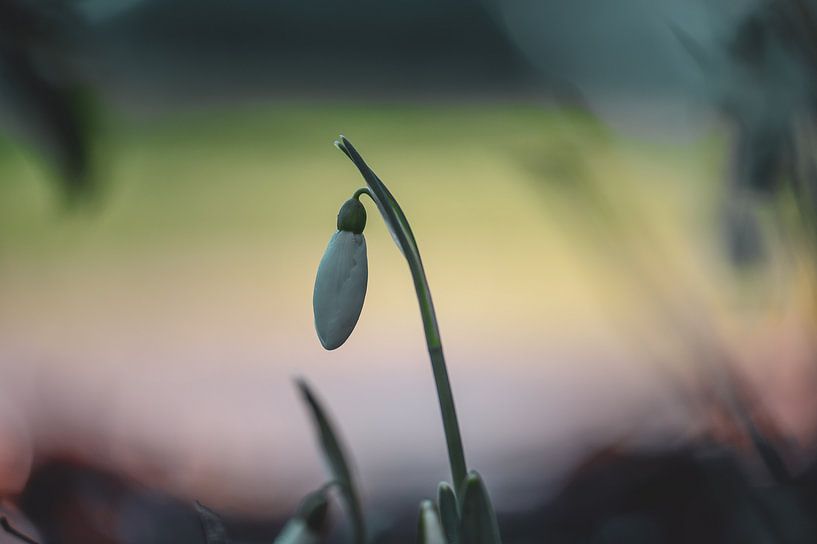 bloemen part 41 van Tania Perneel