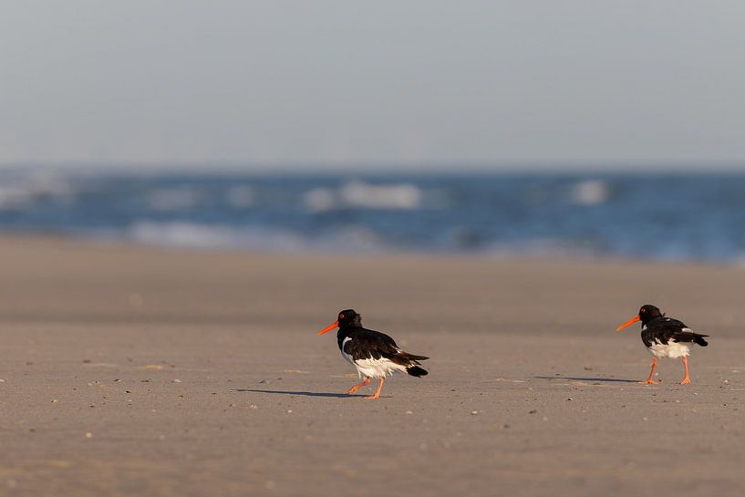 Huîtrier pie (Haematopus ostralegus) par Dirk Rüter
