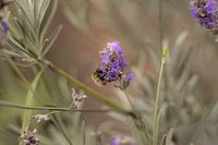 Biene auf Lavendel
