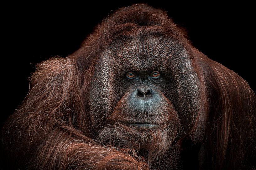 Orang-Utan-Porträt von Nienke Bot