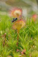 Zonnedauw met een vliegje