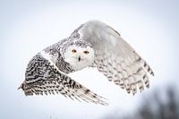 Flying snowy owl