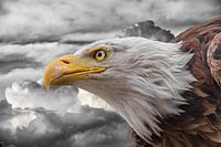 Eagle in the clouds ck