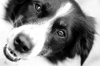 Border Collie Schwarz Weiß Verbindung Fokus Reflexion