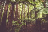 Mahagoniwald Neuseeland