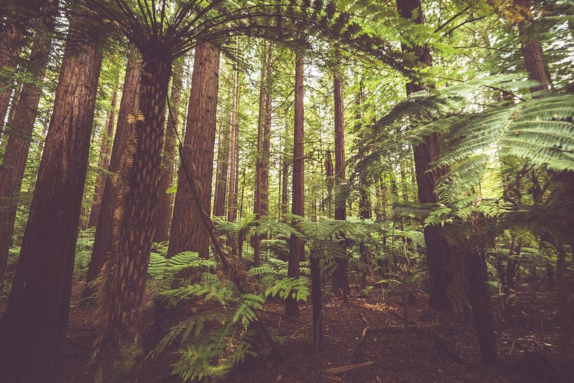 Mahagoniwald Neuseeland von WvH