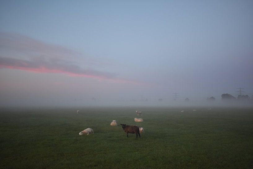 Schwarzes Schaf von Johanna Varner