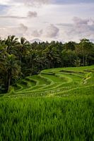 Rice field with mountains in Ubud | Bali