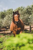 Braunes Pferd im Olivenhain