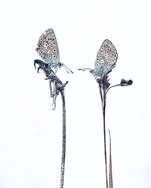 Schmetterlinge von Jan Linskens