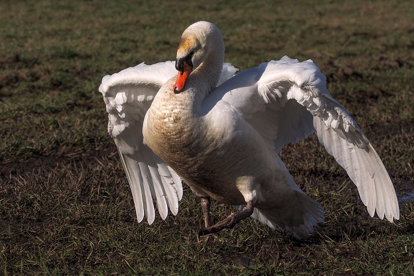White Swan, Mute Swan by Loek Lobel