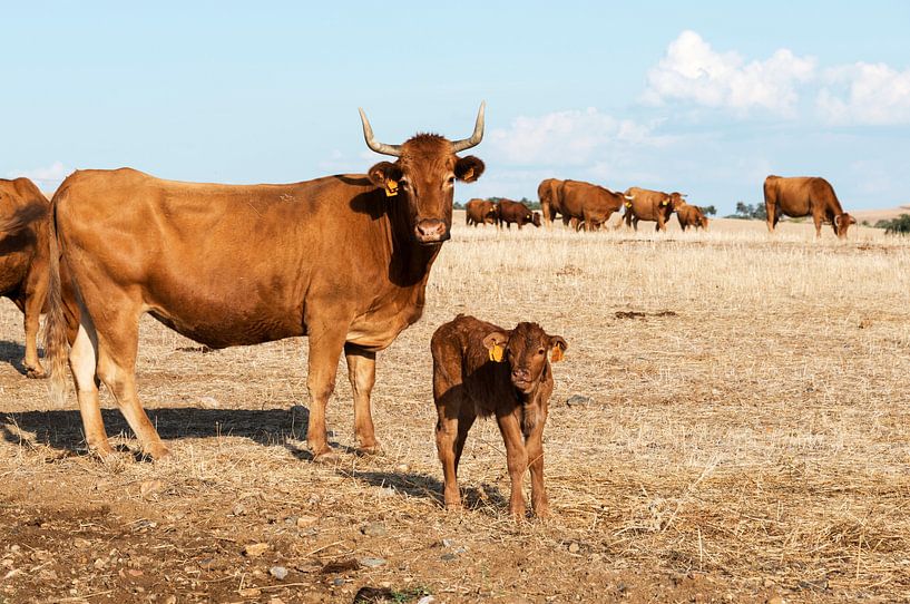Cows in alentejo field par ChrisWillemsen