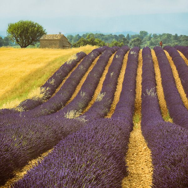 Vincent is at Home  by Lars van de Goor
