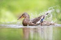 Erpel, Ente, Duck, Eend, Quak