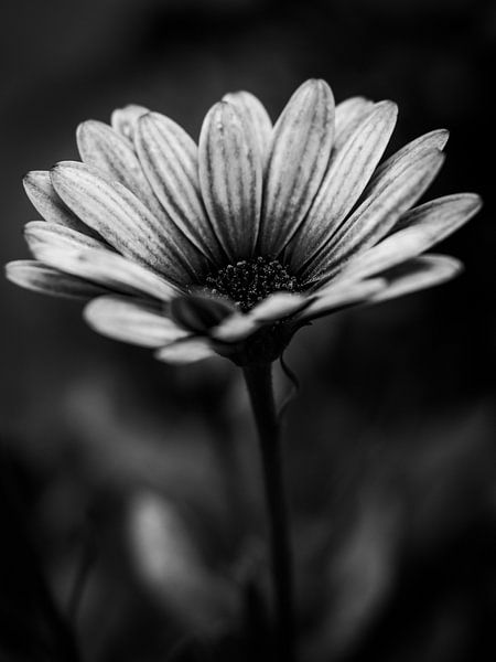 Spanische Marguerite von José Lugtenberg