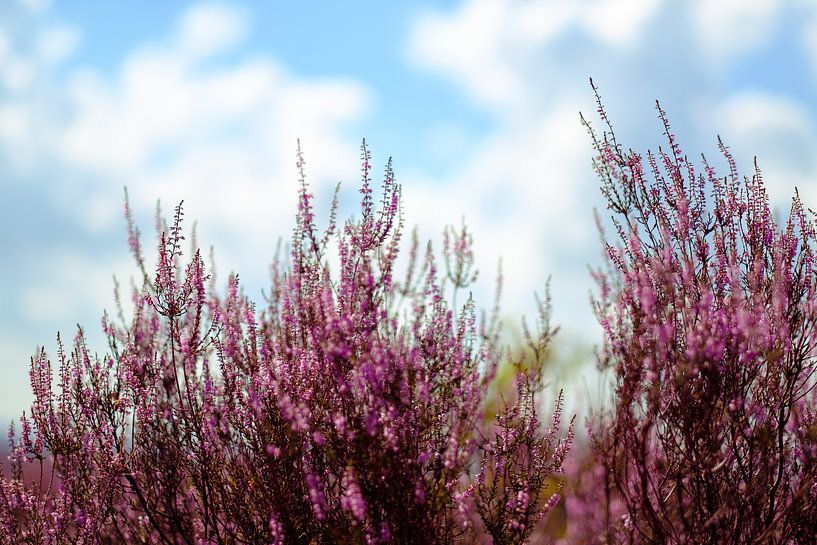 Summer flowering heather by Arjen Roos