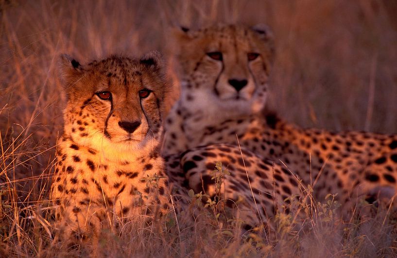Cheeta by Paul van Gaalen, natuurfotograaf