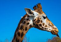 Eine schöne Nahaufnahme einer Giraffe, die ihre Zunge herausstreckt.