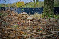 Herbstfarben des Schwarzwassers