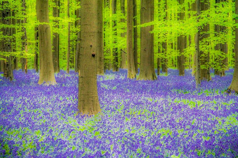 Abstracte Hallerbos par Ronald De Neve