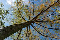 regarder vers le haut