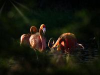 Flamingos im Abendlicht.