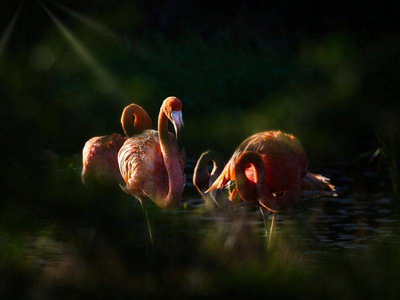 Flamingos im Abendlicht. von Machiel Zwarts