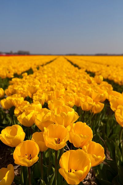 Tulpenveld von Ben Deiman