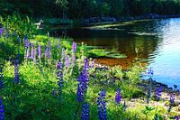 Lupinen am Flussufer in Norwegen