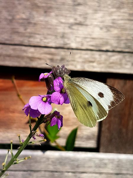 vlinder von Joelle van Buren