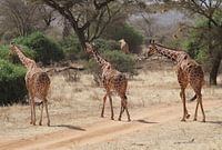 Giraffen in Kenia