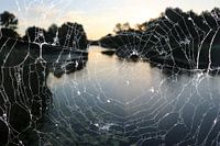 Gros plan sur la toile d'araignée de Gossamer