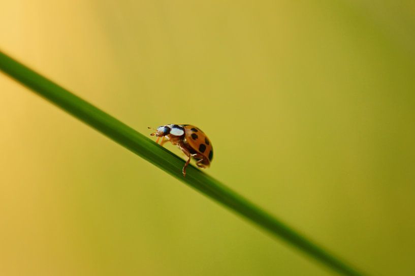 La coccinelle passe sur un brin d'herbe par Discover Dutch Nature