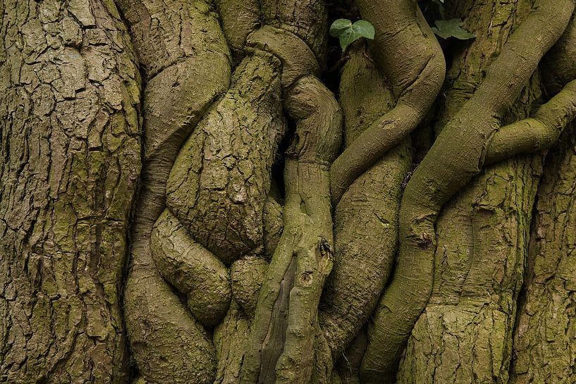 Verschlingung von Herman Peters