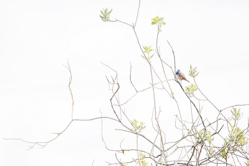 The bluethroat by Danny Slijfer Natuurfotografie