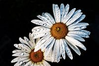 Daisy (2) colour Low Key