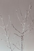 Winter branch. Fine art photography. Moody. Peace and quiet.