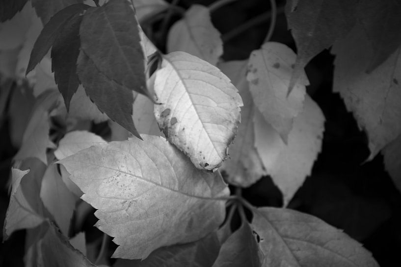 The colours of autumn in different splendours by Bianca Meyering Fotos - BMF