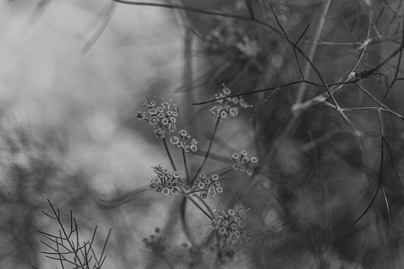 Schwarze und weiße Kunst (Dille) von Crystal Clear