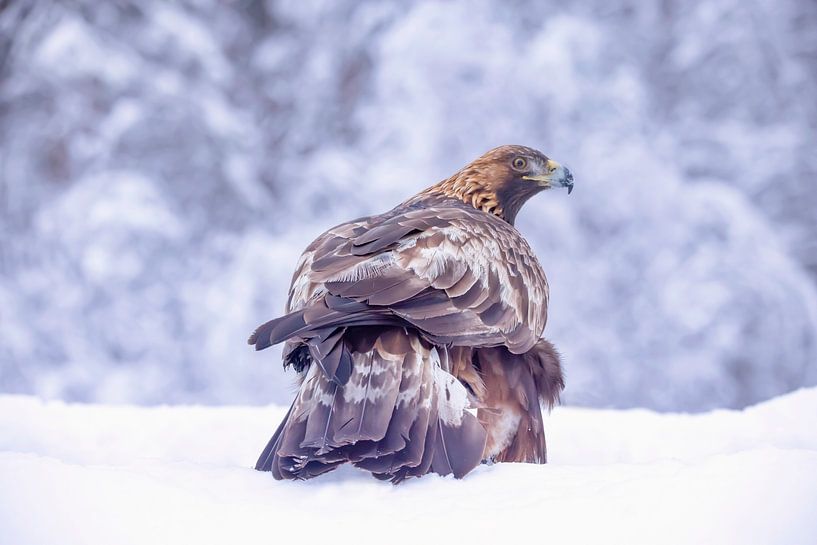 The Golden eagle (Aquila chrysaetos) by Gert Hilbink