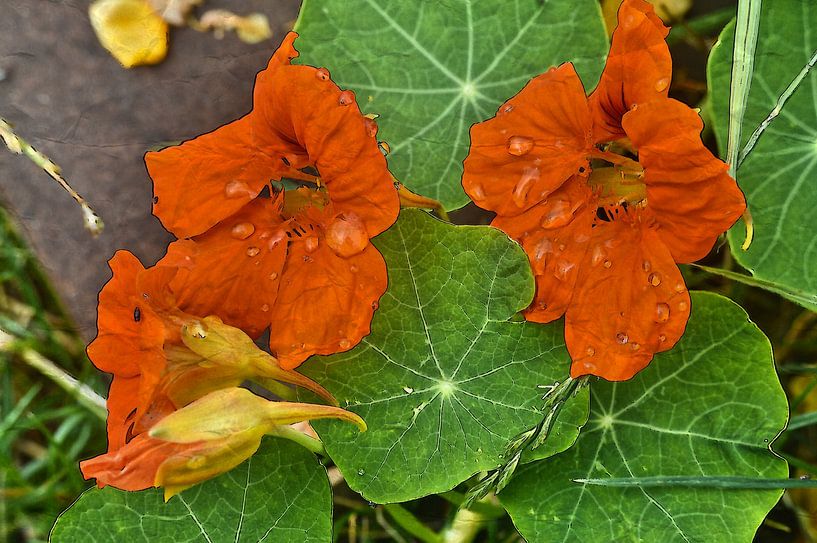 nasse Brunnenkresse von Edgar Schermaul
