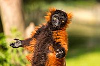 A red ruffed lemur in the Artis Zoo in Amsterdam