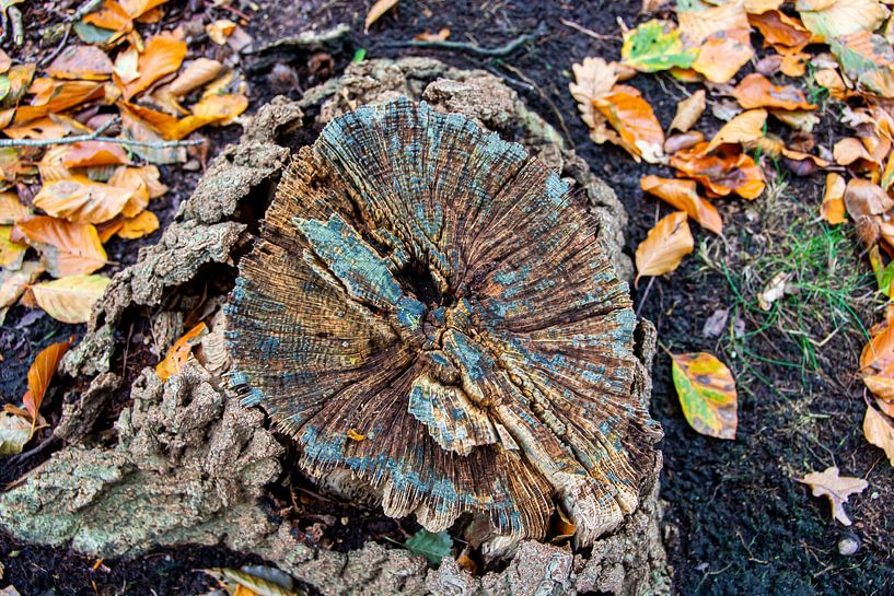 Autumnal by Roland de Zeeuw