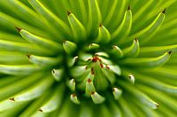 Nahaufnahme einer Agave Striata