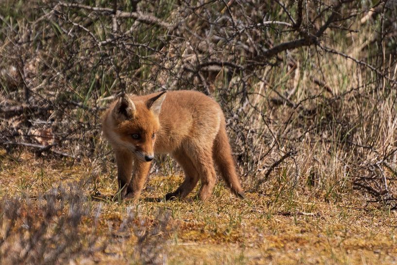 Un jeune renard en voyage de découverte par Mirjam Welleweerd