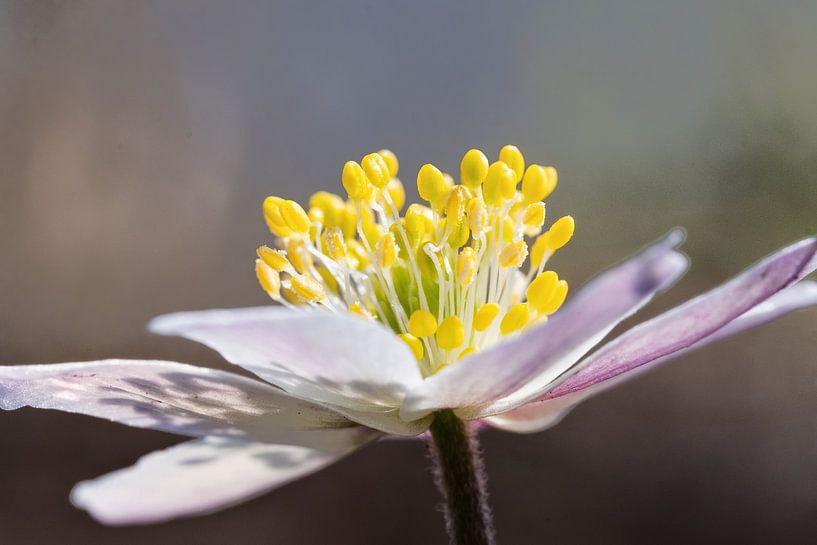 Wood Anemone by MientjeBerkersPhotography