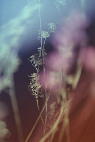 Abstraction florale-1HF par Pia Schneider