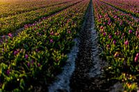 Purple tulips in the bulb field - Noordwijk bulb region