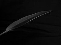 dark feather